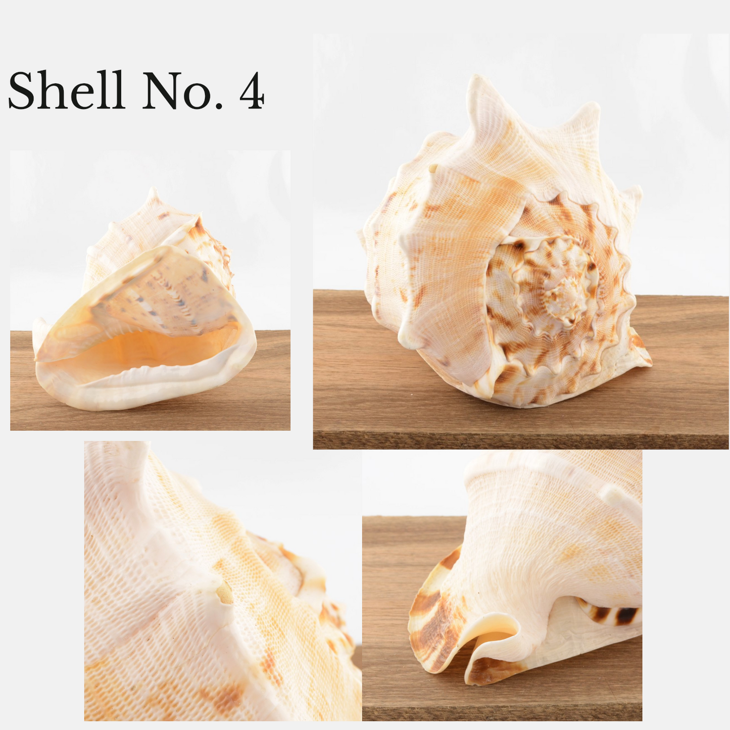 Horned Helmet Shell - Cassis cornuta