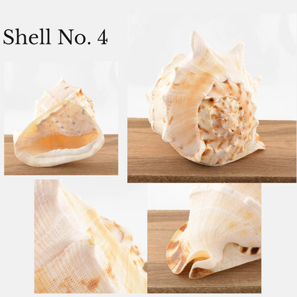 Horned Helmet Shell - Cassis cornuta