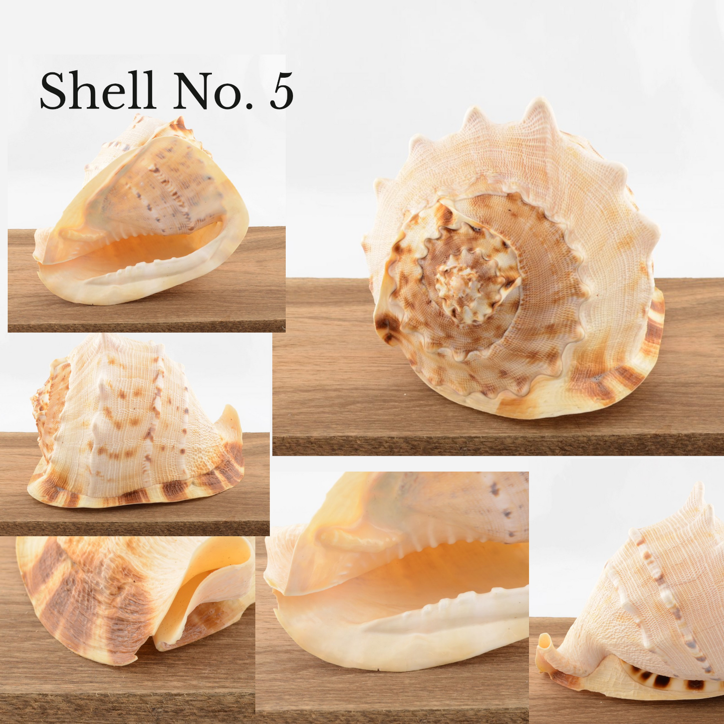 Horned Helmet Shell - Cassis cornuta