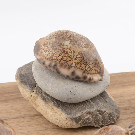 Arabian Cowrie (Mauritia arabica)