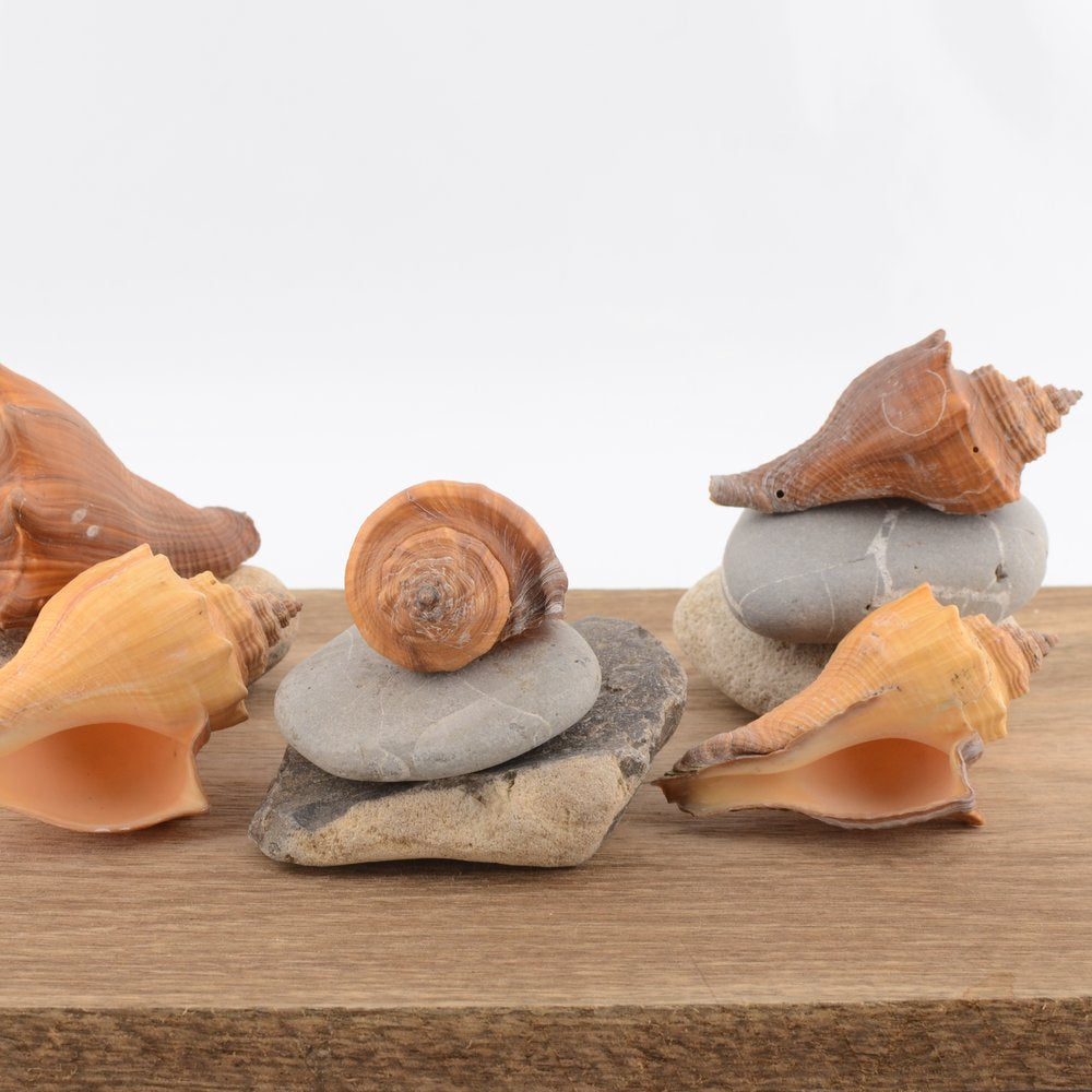 Spiral Melongena (Volegalea cochlidium)