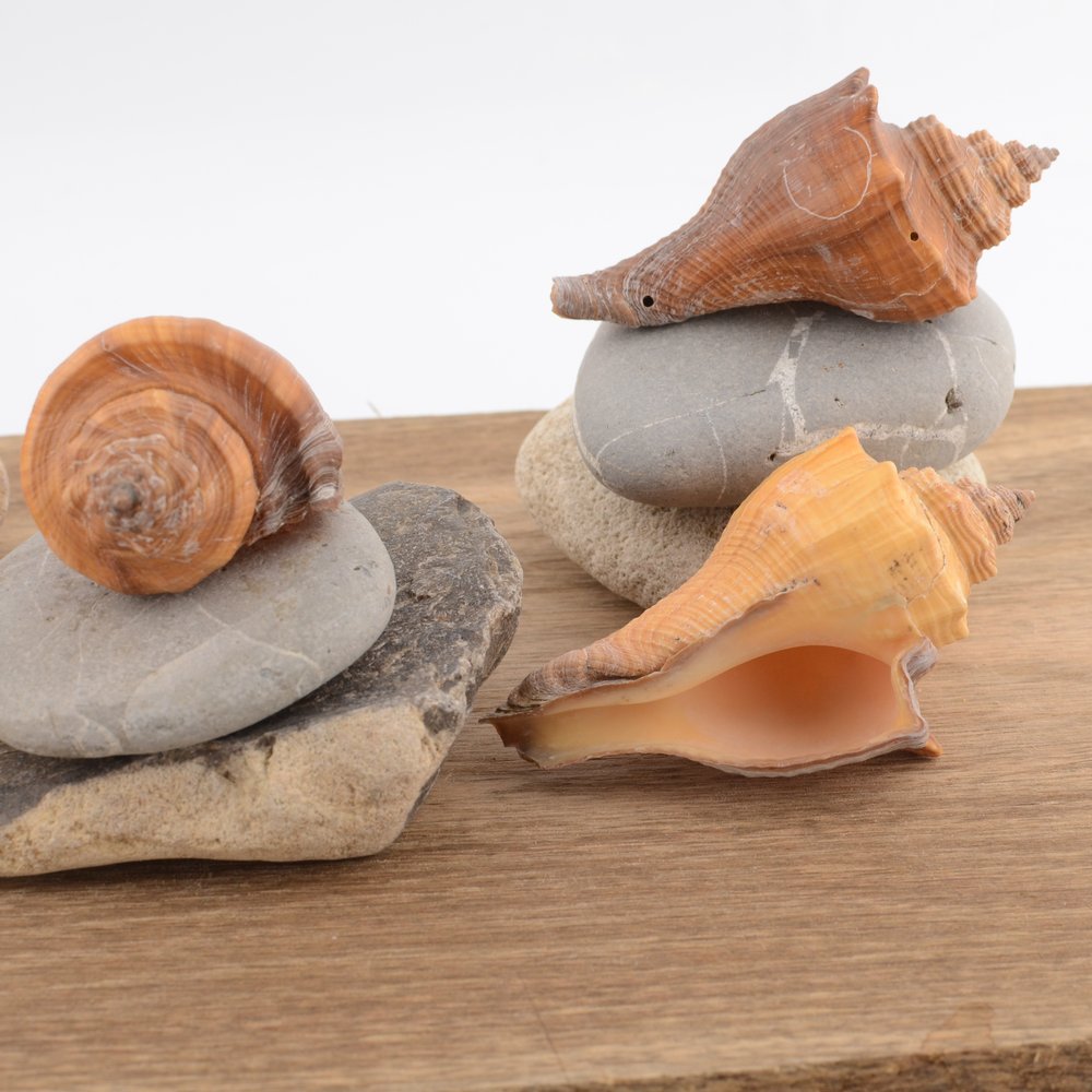 Spiral Melongena (Volegalea cochlidium)