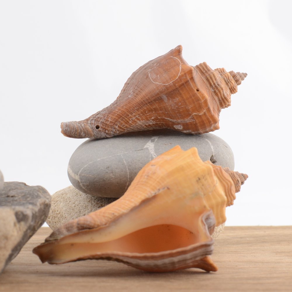 Spiral Melongena (Volegalea cochlidium)