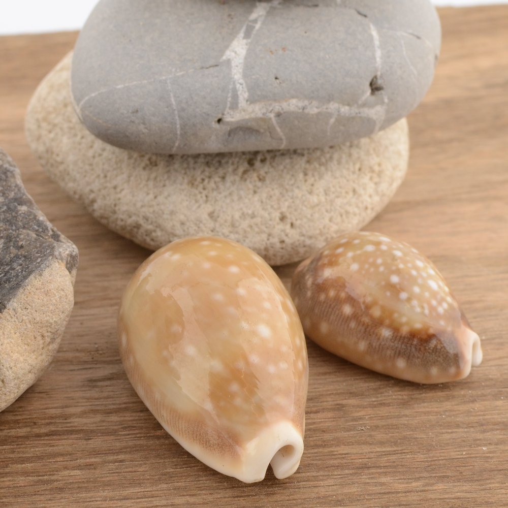 Deer Cowrie (Macrocypraea cervus)