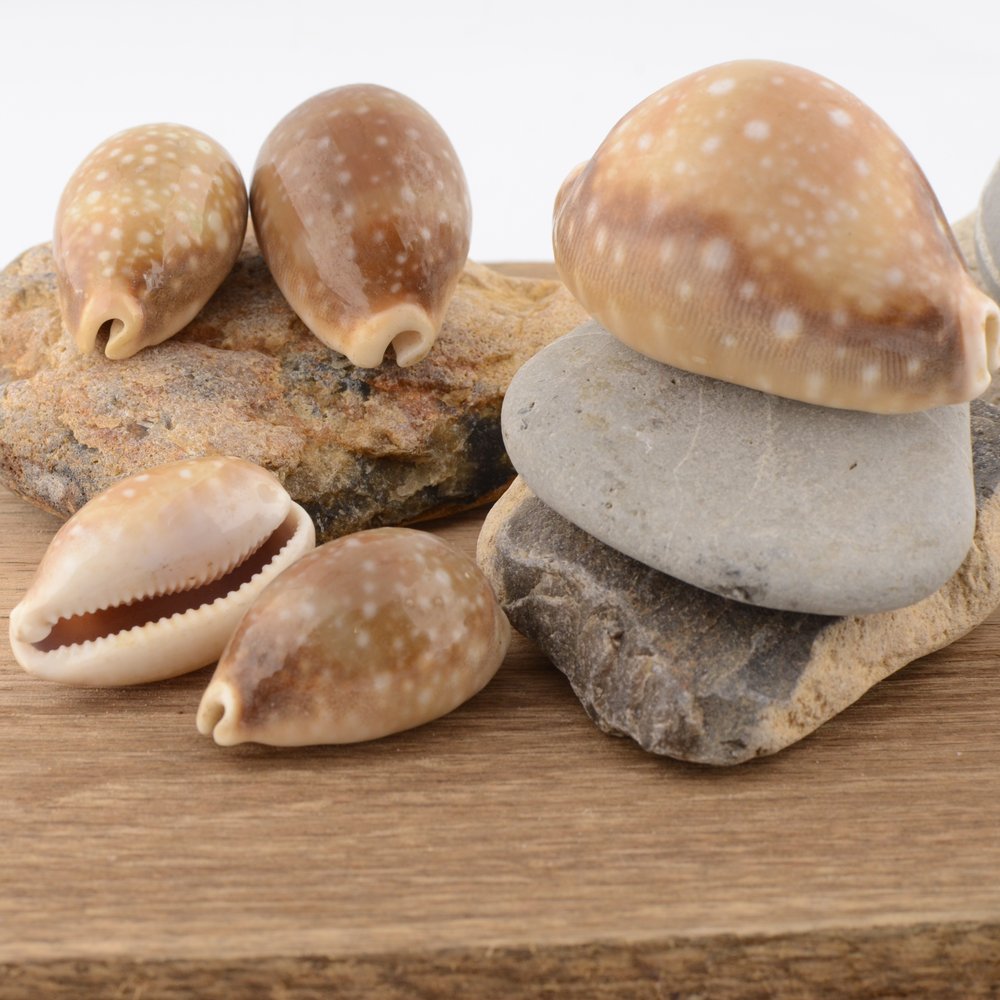 Deer Cowrie (Macrocypraea cervus)
