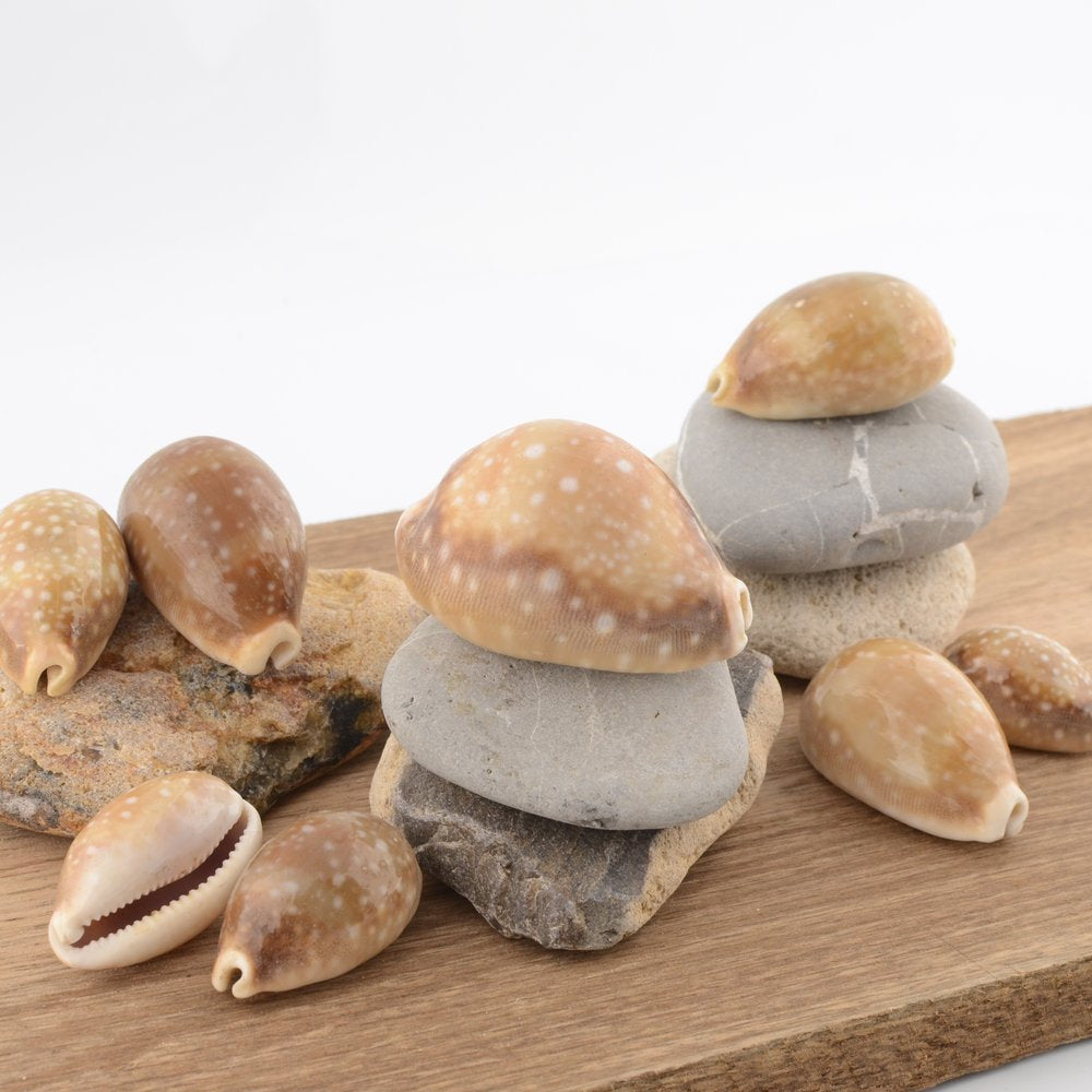 Deer Cowrie (Macrocypraea cervus)