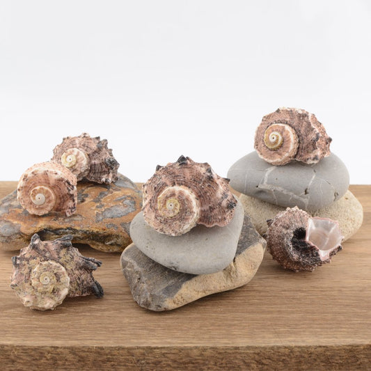 Common Delphinula (Angaria delphinus)