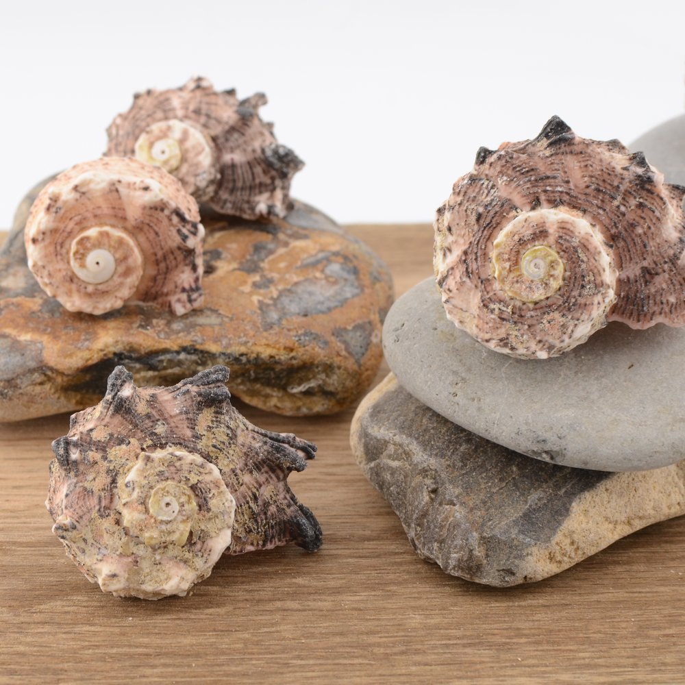 Common Delphinula (Angaria delphinus)