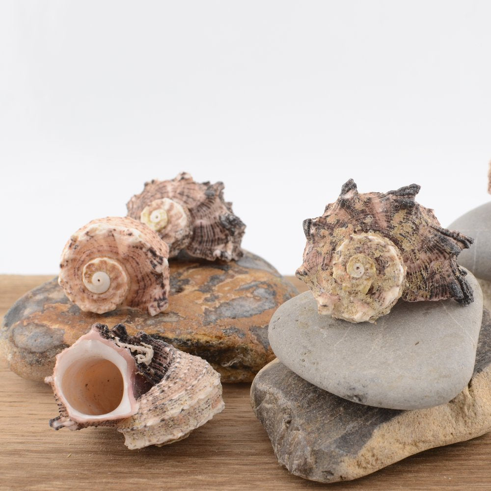 Common Delphinula (Angaria delphinus)