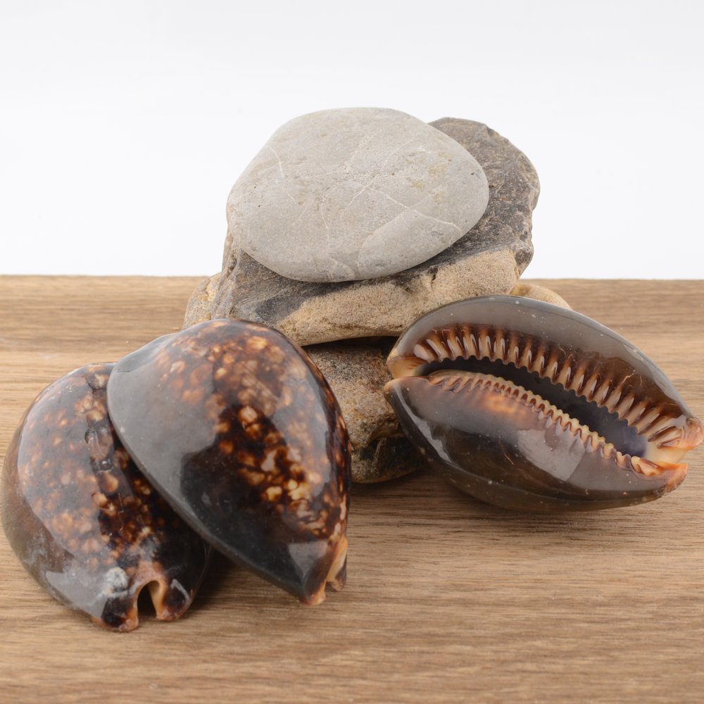 Hump Backed Cowrie (Mauritia mauritiana)