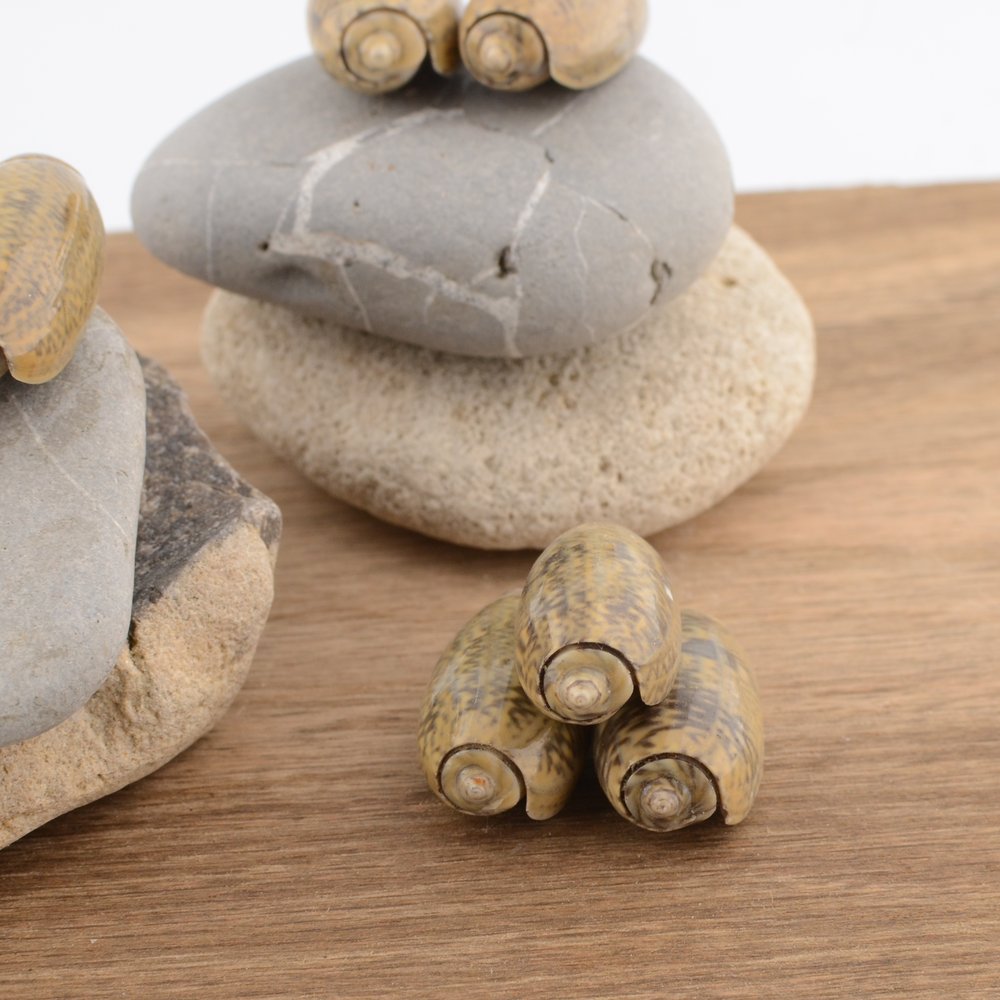 Olive Shell (Olividae)