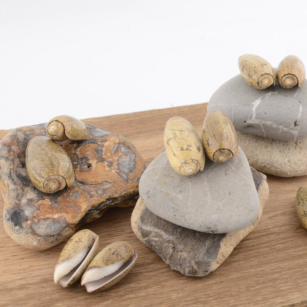 Olive Shell (Olividae)