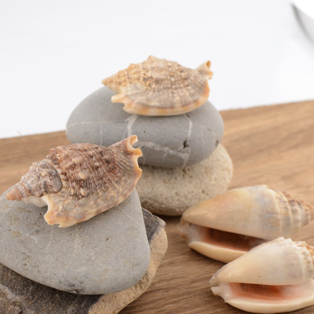 Diana Conch (Euprotomus aurisdianae)