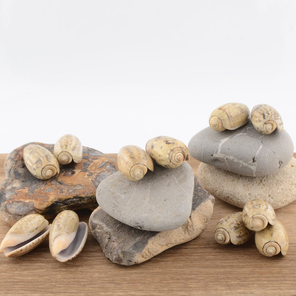 Olive Shell (Olividae)