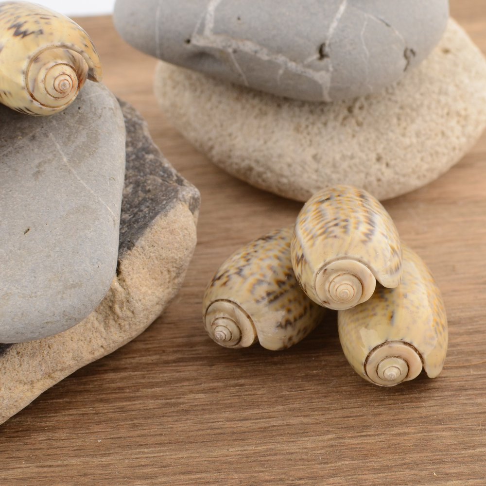 Olive Shell (Olividae)