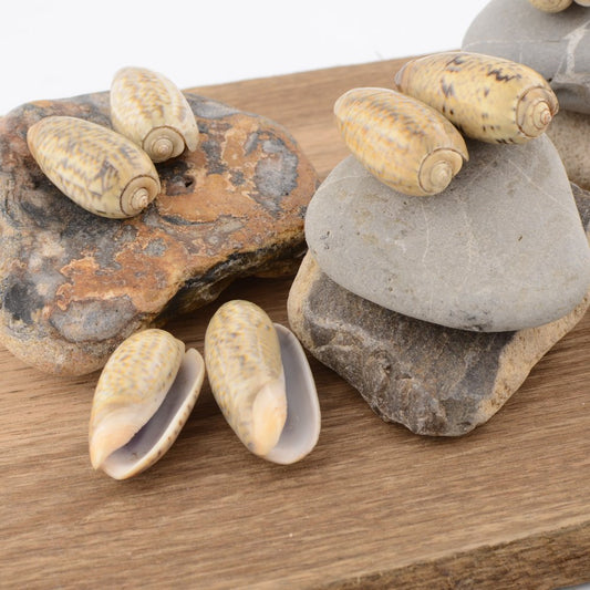 Olive Shell (Olividae)