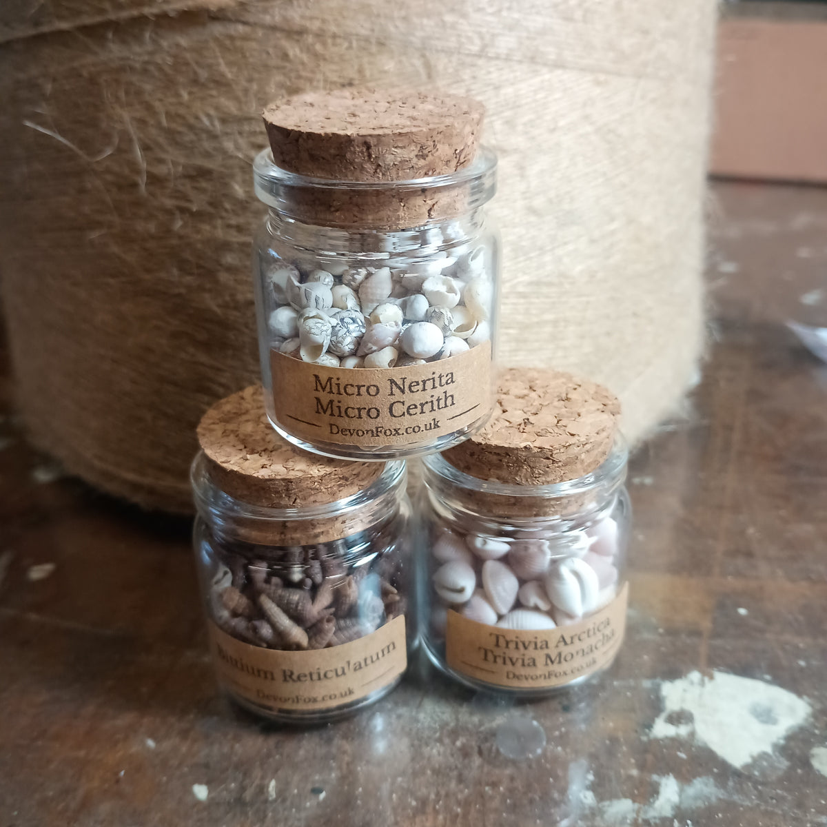 Vintage Micro Shell Specimen Bottles