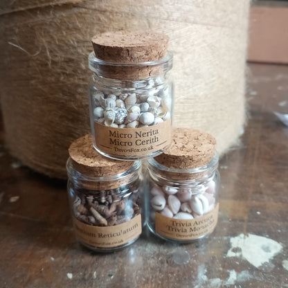 Vintage Micro Shell Specimen Bottles