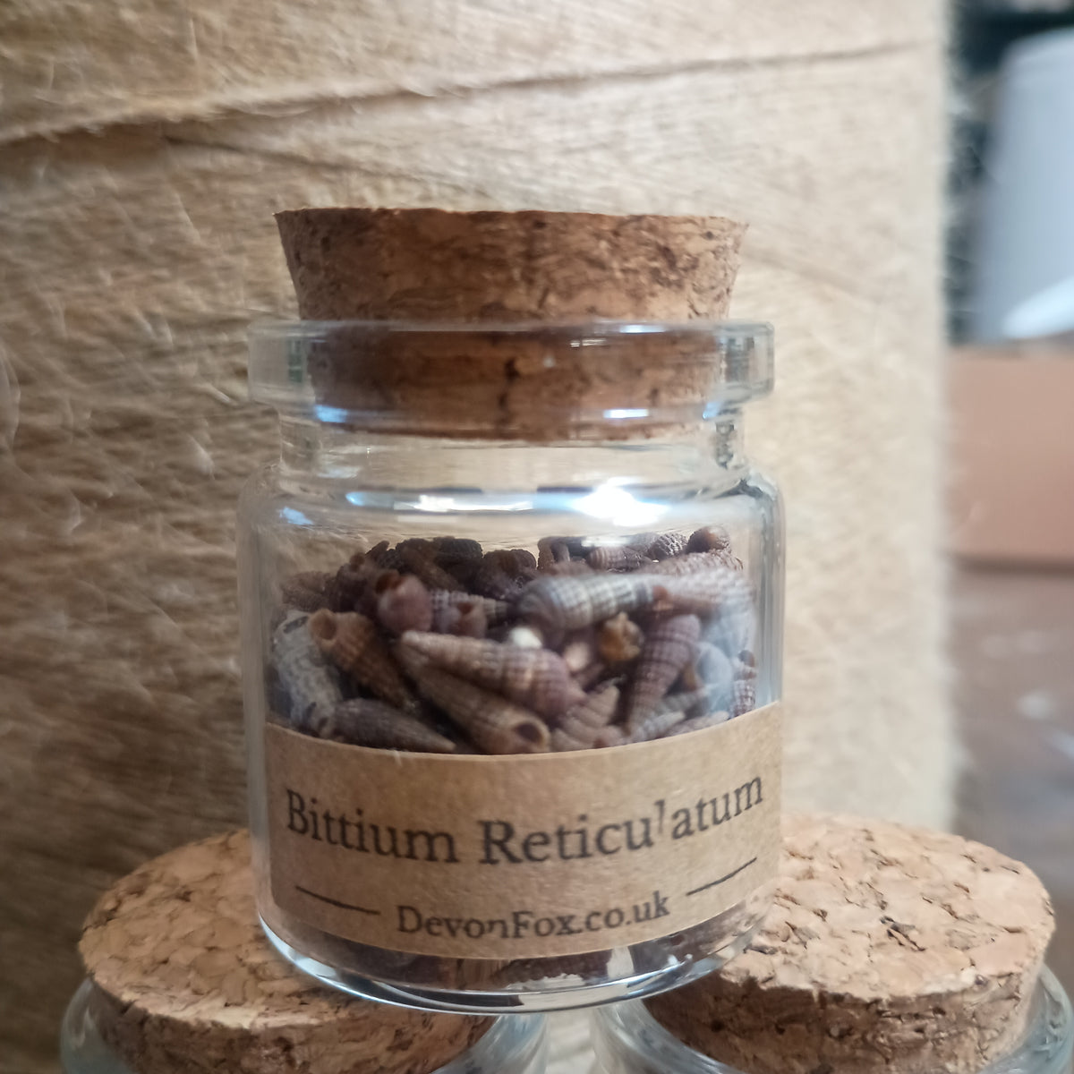 Vintage Micro Shell Specimen Bottles