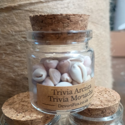 Vintage Micro Shell Specimen Bottles