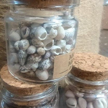 Vintage Micro Shell Specimen Bottles