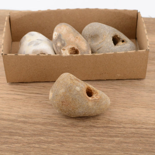 Hag Stone - under 5cm – Naturally Holed Jurassic Coast Pebble