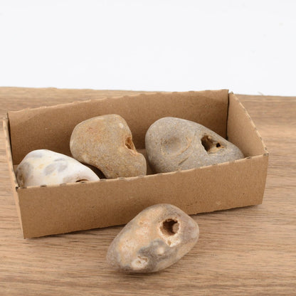 Hag Stone - under 5cm – Naturally Holed Jurassic Coast Pebble