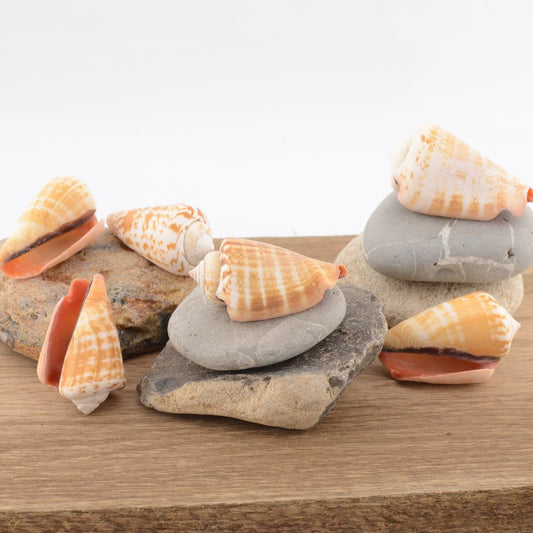 Strawberry Conch (Conomurex luhuanus)