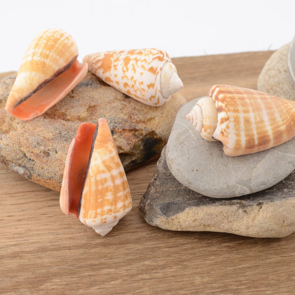 Strawberry Conch (Conomurex luhuanus)