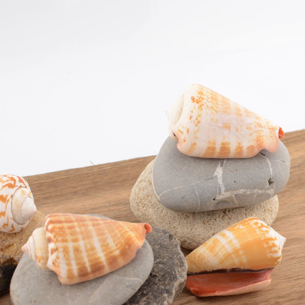 Strawberry Conch (Conomurex luhuanus)