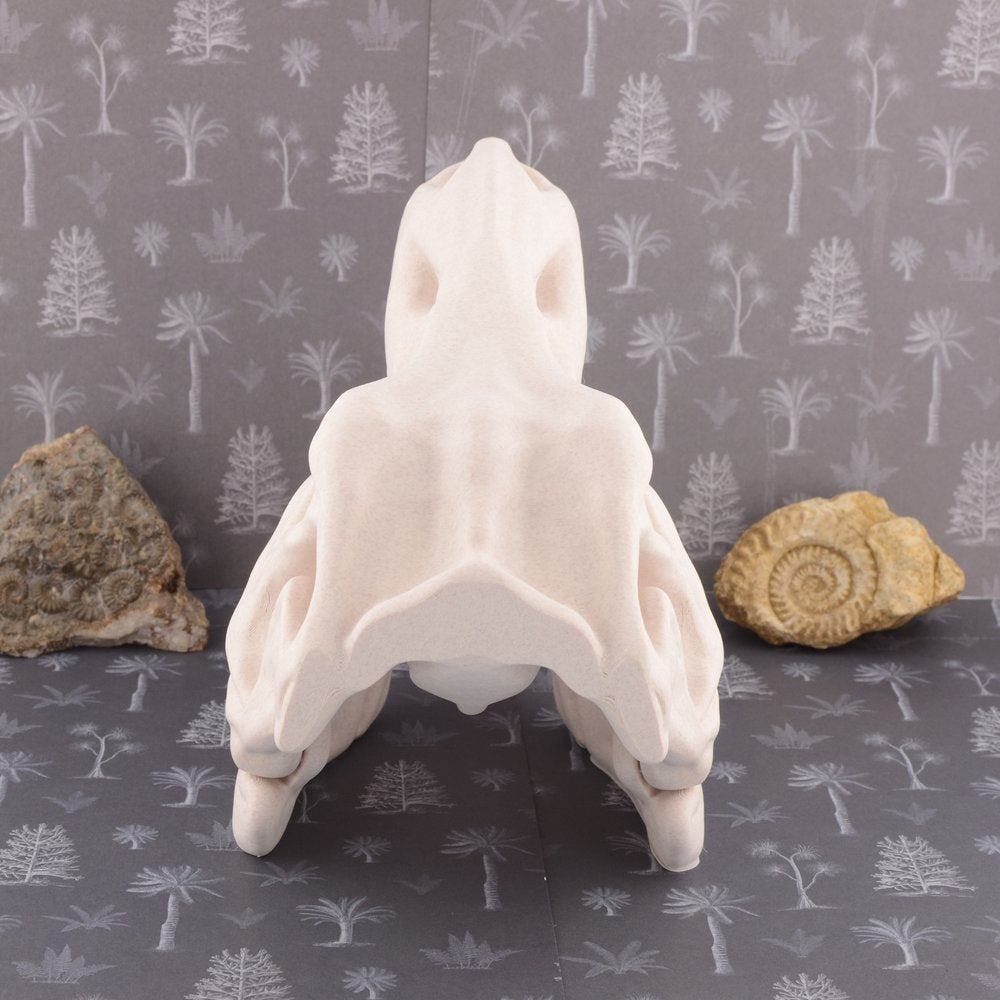 Model T Rex Skull Large