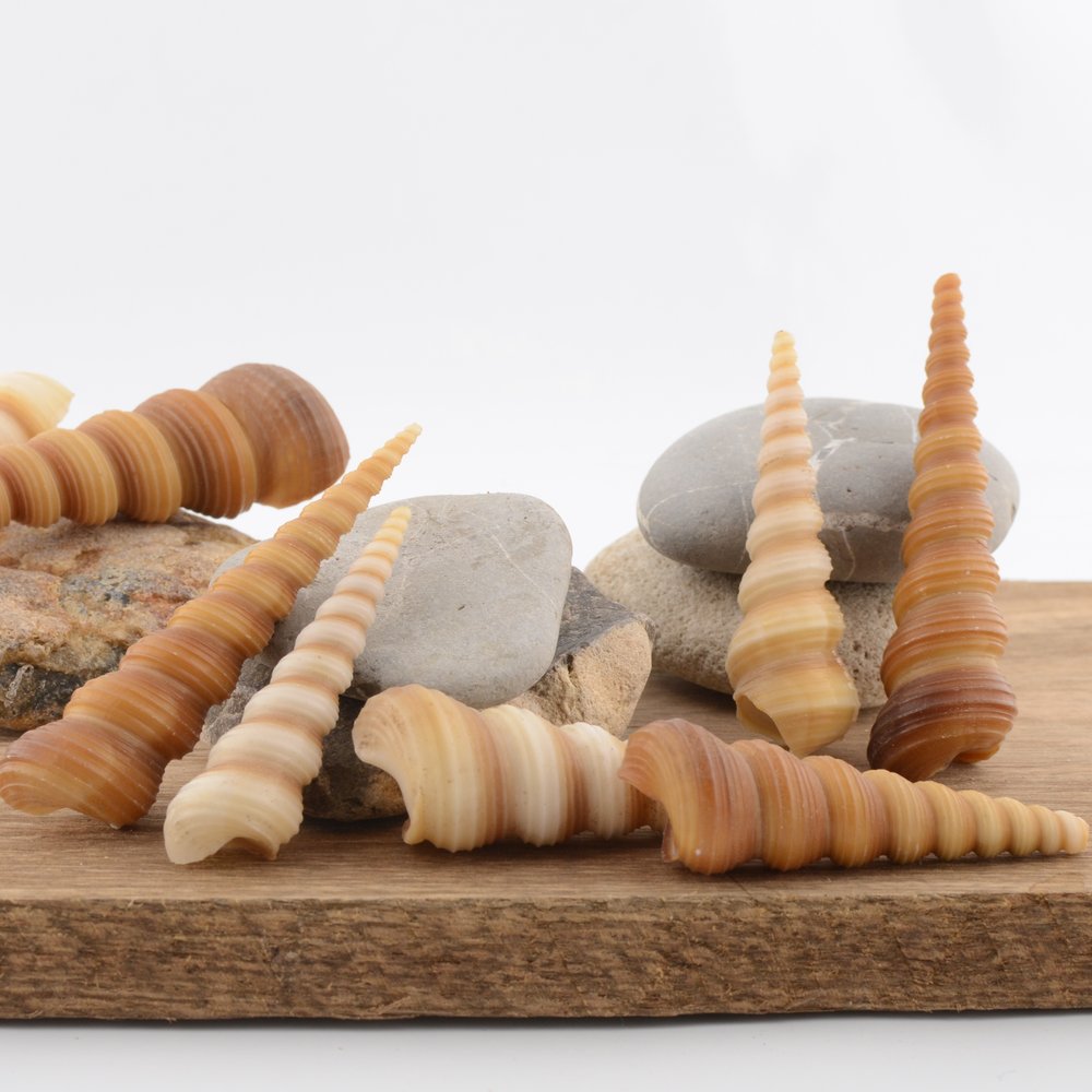 Unicorn Horn / Turret Snail (Turritella terebra)