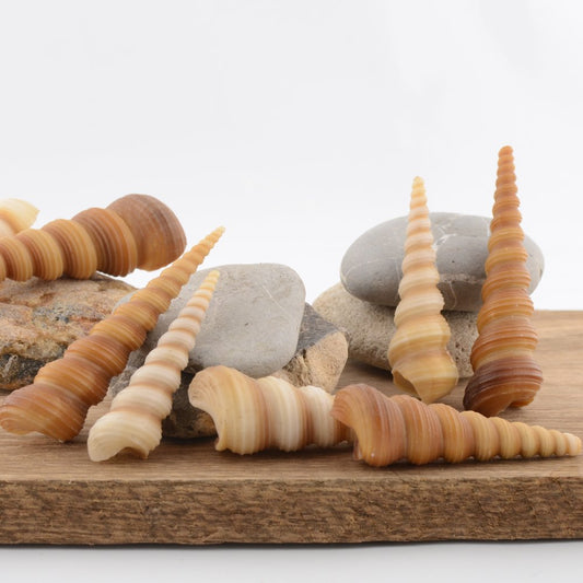 Unicorn Horn / Turret Snail (Turritella terebra)