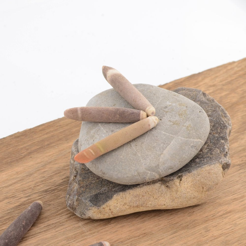 Urchin Wands / Pencil Urchin Spines