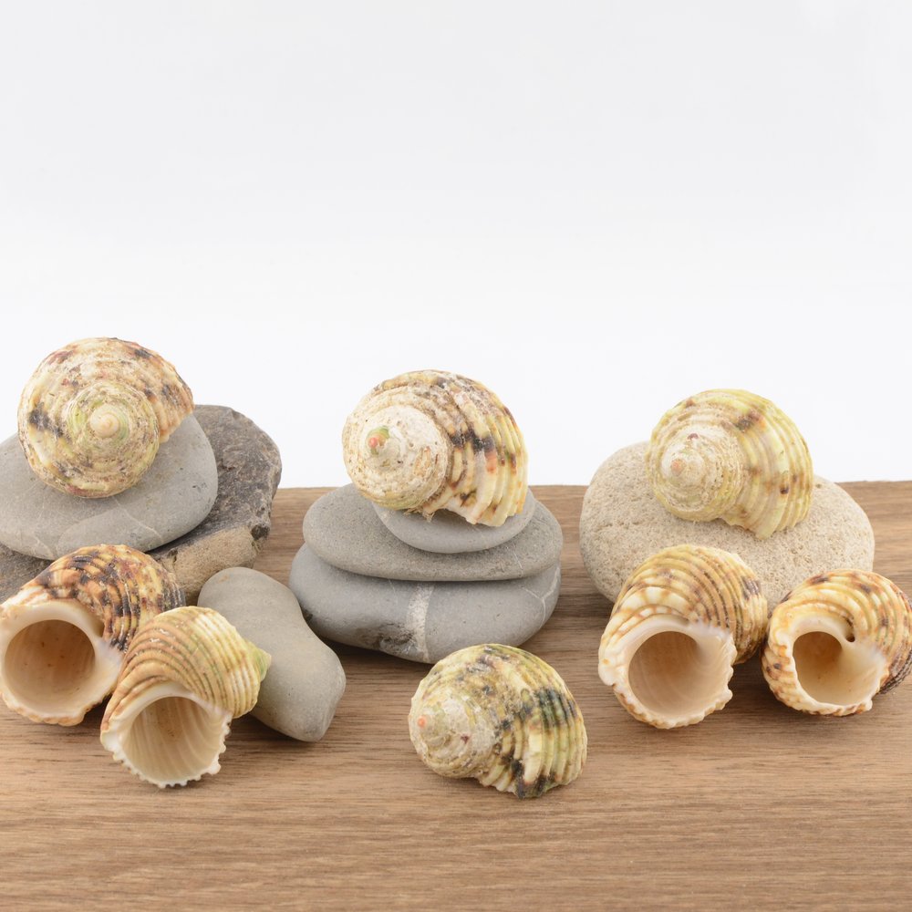 Chestnut Turban (Turbo castanea)