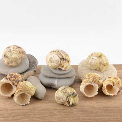 Chestnut Turban (Turbo castanea)