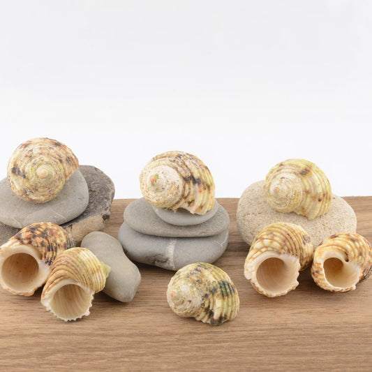 Chestnut Turban (Turbo castanea)