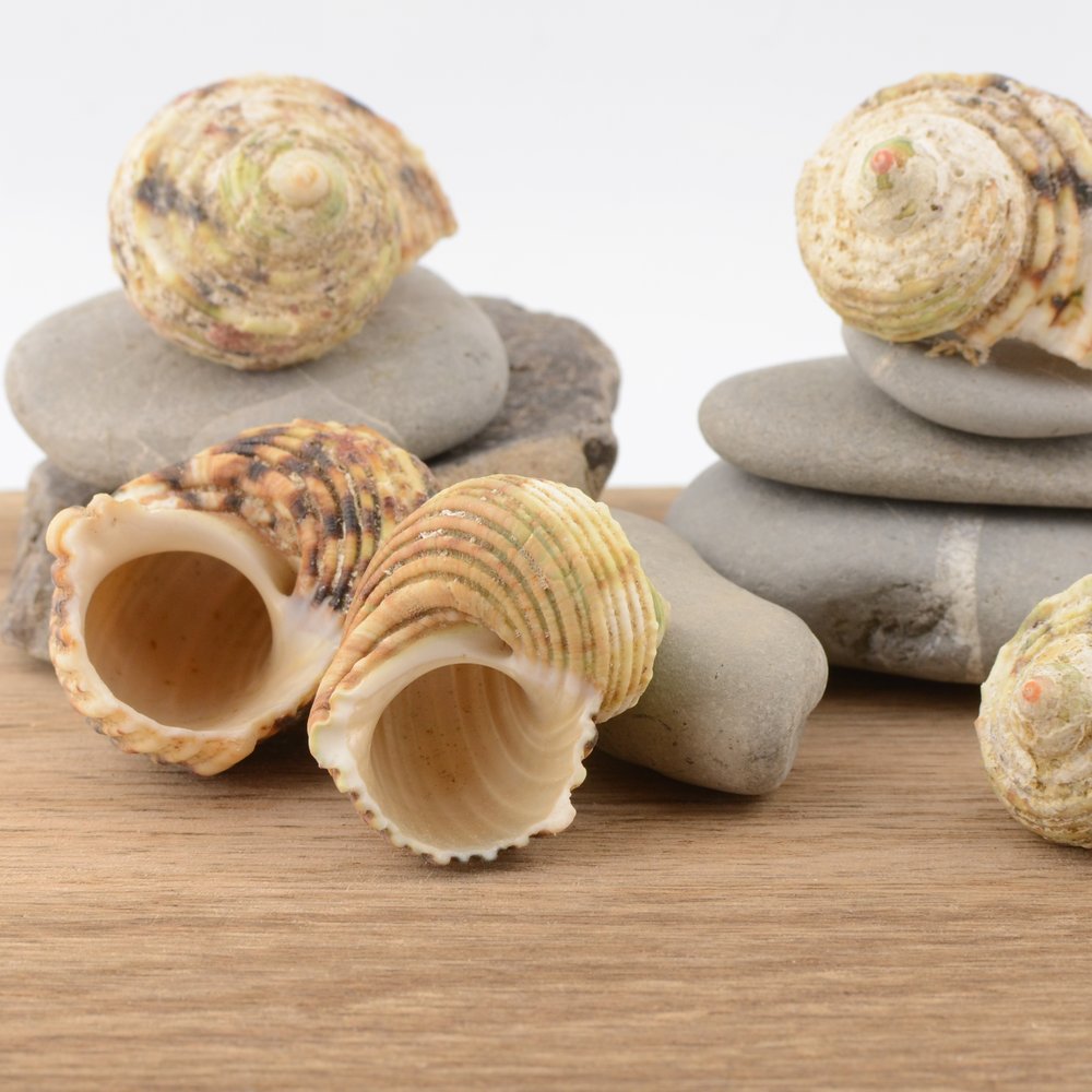 Chestnut Turban (Turbo castanea)