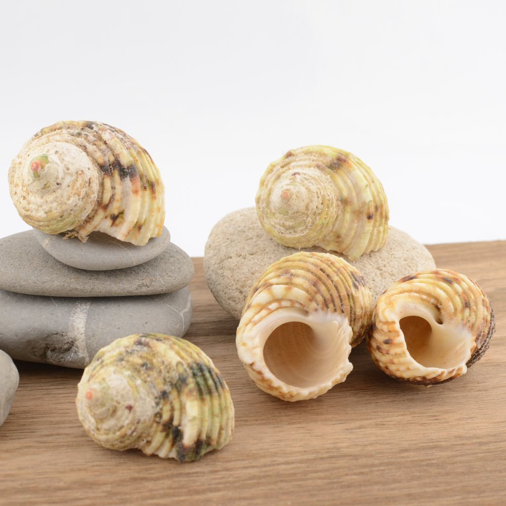 Chestnut Turban (Turbo castanea)