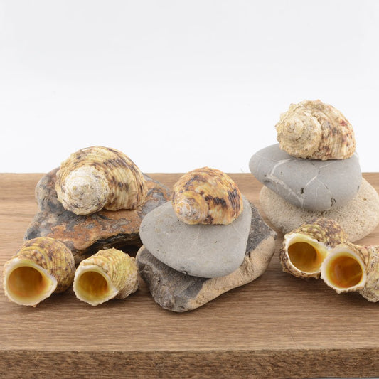 Gold-mouth Turban (Turbo chrysostomus)